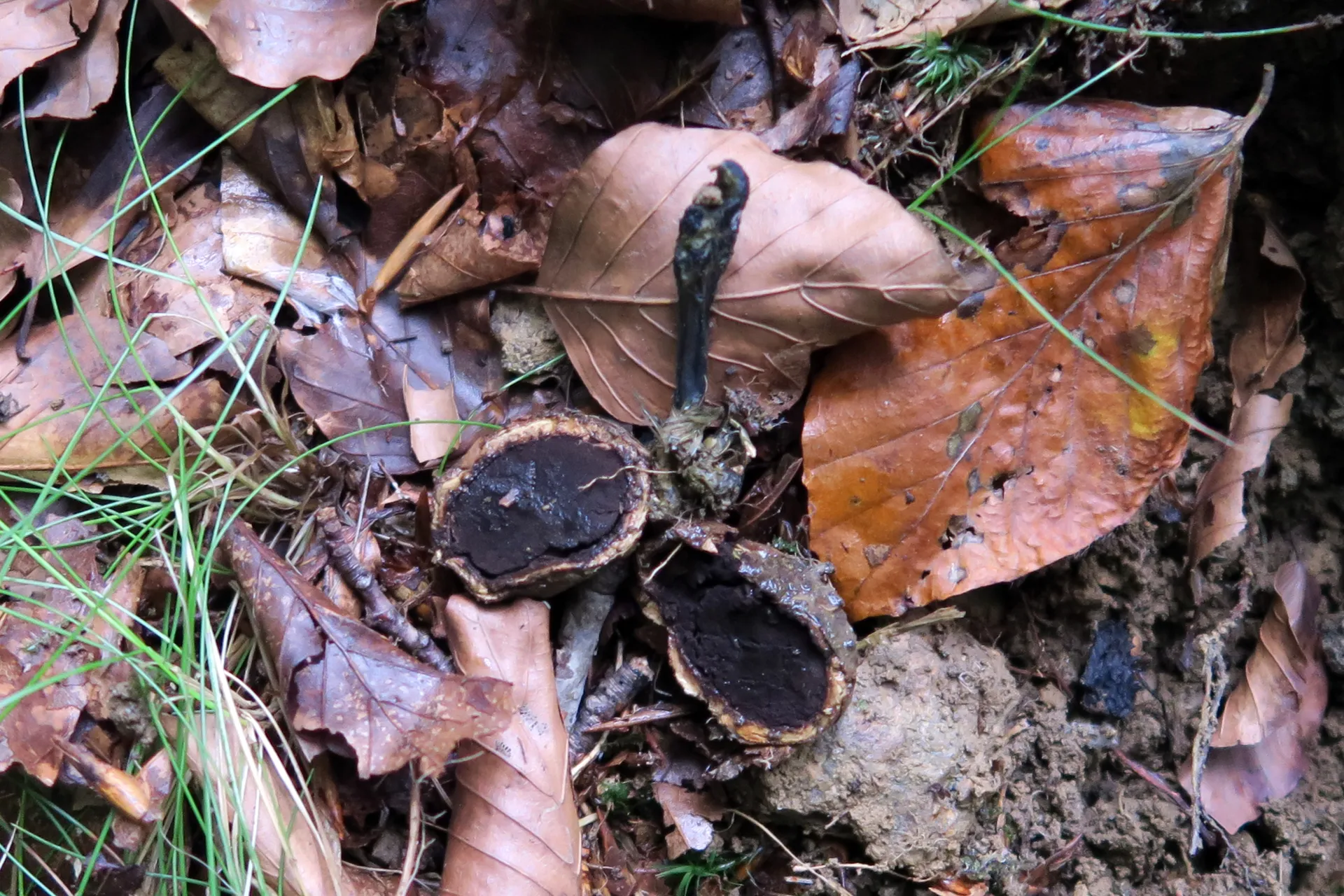 Tolypocladium ophioglossoides - 1